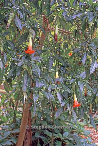 brugmansia sanguinea 1 graphic